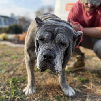 Rescue Cane Corso Dogs for Adoption in Columbia, South Carolina - Lollie | PetCurious