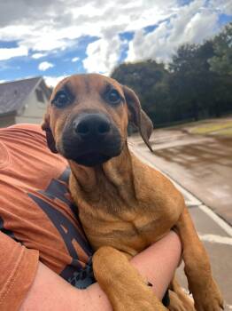 Rescue Mixed Breed Dogs for Adoption in Tom Bean, Texas - Ezera | PetCurious