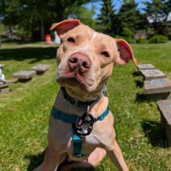 Sage -  Mixed Breed Dog for Adoption in Fairport, New York - Sage | PetCurious