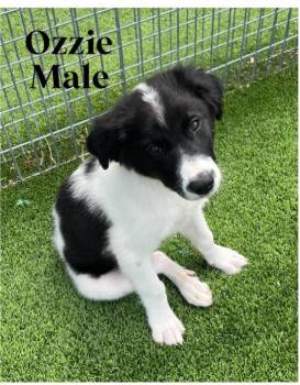 Rescue Border Collie Dogs for Adoption in Granbury, Texas - Ozzie | PetCurious
