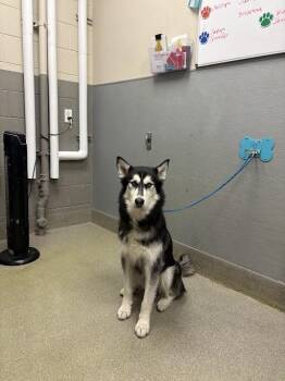 Husky Dogs Available for Adoption in Las Vegas, Nevada - SHADOW | PetCurious