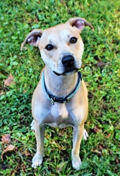 Wrigley -  Labrador Retriever and Mixed Breed Dog for Adoption in Morton Grove, Illinois - Wrigley | PetCurious