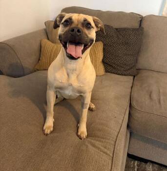 Sassy Sally -  Pug and Pit Bull Terrier Dog for Adoption in Colorado Springs, Colorado - Sassy Sally | PetCurious