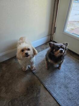 Maltese and Chihuahua Dogs Available for Adoption in Houston, Texas - Ekko & Mimi | PetCurious