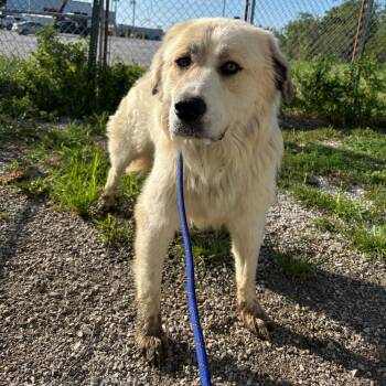 olivet -  Great Pyrenees Dog for Adoption in Butler, Kentucky - Olivet | PetCurious