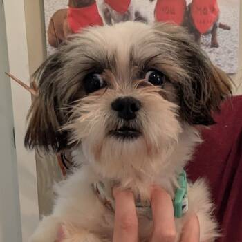 Rescue Shih Tzu Dogs for Adoption in Houston, Texas - JJ | PetCurious
