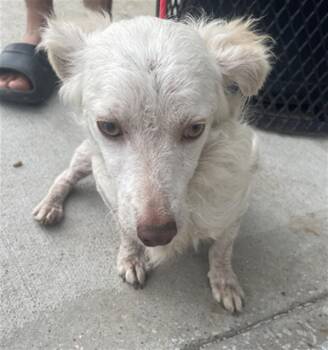 Mixed Breed Dogs Available for Adoption in Dallas, Texas - MOUSEY | PetCurious