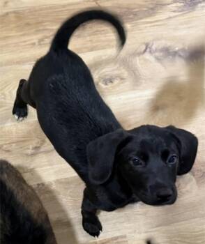 Maverick -  Labrador Retriever and Retriever Dog for Adoption in Cheektowaga, New York - Maverick | PetCurious