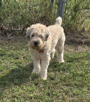 Rescue Wheaten Terrier Dogs for Adoption in Cloverdale, Indiana - Chloe | PetCurious