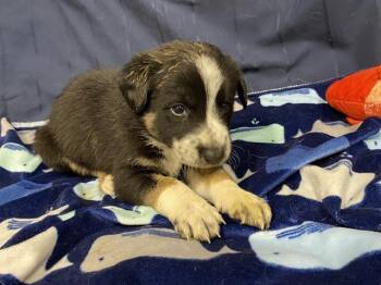 Border Collie and Mixed Breed Dogs Available for Adoption in Modesto, California - A610004 | PetCurious