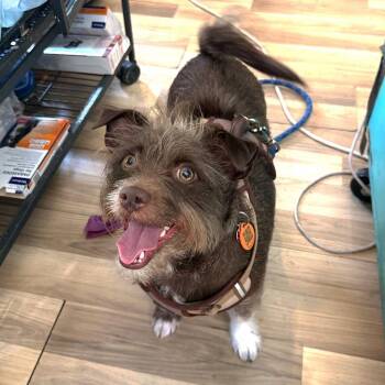 Rescue Terrier and Mixed Breed Dogs for Adoption in New Orleans, Louisiana - Remington | PetCurious