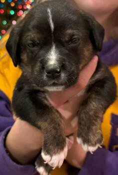Rescue Hound Dogs for Adoption in Spring Hill, Tennessee - Taylor Doose | PetCurious
