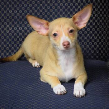 Ash -  Chihuahua and Mixed Breed Dog for Adoption in Edwards, Illinois - Ash | PetCurious