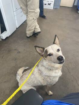 BOBA -  Mixed Breed Dog for Adoption in Dallas, Texas - BOBA | PetCurious