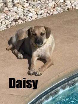 Daisy Mae -  Husky and Beagle Dog for Adoption in Harrison City, Pennsylvania - Daisy Mae | PetCurious