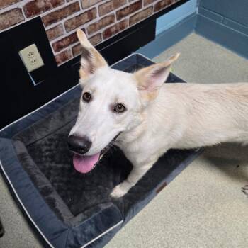 Monroe -  Shepherd and Mixed Breed Dog for Adoption in Windsor, Virginia - Monroe | PetCurious