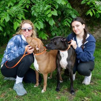 Bahama Mama & Julep -  Mixed Breed Dog for Adoption in Stamford, Connecticut - Bahama Mama & Julep | PetCurious