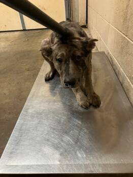 Rescue Catahoula Leopard Dog and Mixed Breed Dogs for Adoption in Hot Springs, Arkansas - Spots | PetCurious
