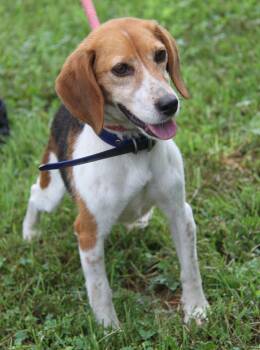 Skittles -  Beagle Dog for Adoption in Marietta, Ohio - Skittles | PetCurious