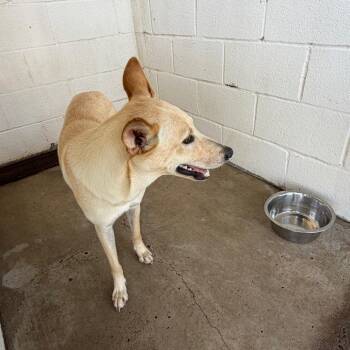 Sol -  Shepherd Dog for Adoption in Edinburg, Texas - Sol | PetCurious