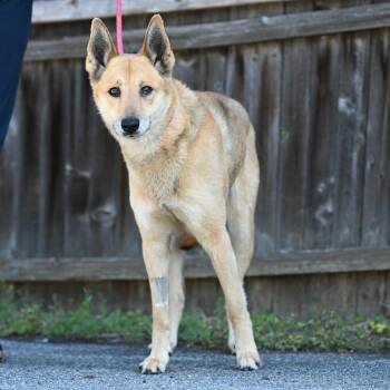 Bucatini -  Shepherd Dog for Adoption in Chester Springs, Pennsylvania - Bucatini | PetCurious