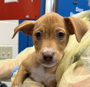 Tulip -  Pit Bull Terrier Dog for Adoption in Golden, Colorado - Tulip | PetCurious