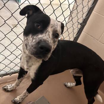 Speck -  Cattle Dog and Pit Bull Terrier Dog for Adoption in Reno, Nevada - Speck | PetCurious