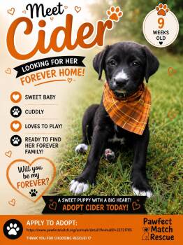 Cider - Apex Labs -  Labrador Retriever Dog for Adoption in Holly Springs, North Carolina - Cider - Apex Labs | PetCurious
