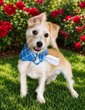 DEXTER -  Terrier and Wirehaired Terrier Dog for Adoption - DEXTER | PetCurious