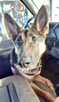 German Shepherd Dog Dogs Available for Adoption - Zeina-local, Beautiful, Smart, Smaller GSD With A Great Personal | PetCurious