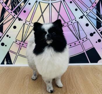 Pomeranian Dogs Available for Adoption in Coachella, California - Rocko | PetCurious