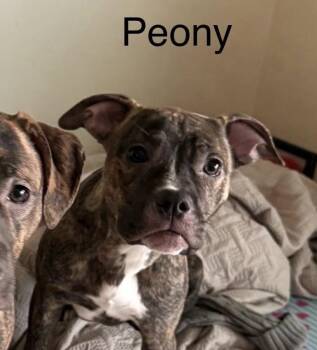 Mixed Breed Dogs Available for Adoption - Peony (p) | PetCurious