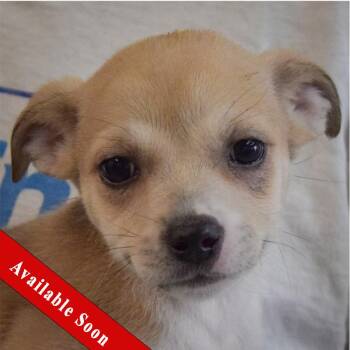 Chihuahua and Dachshund Dogs Available for Adoption - Rose | PetCurious