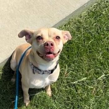 Junebug -  Terrier and Mixed Breed Dog for Adoption in Concord, North Carolina - Junebug | PetCurious