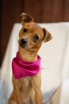Merlot -  Chihuahua Dog for Adoption in Hollywood, Florida - Merlot | PetCurious