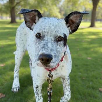 Rescue Cattle Dog Dogs for Adoption in Richmond, California - LONDON | PetCurious