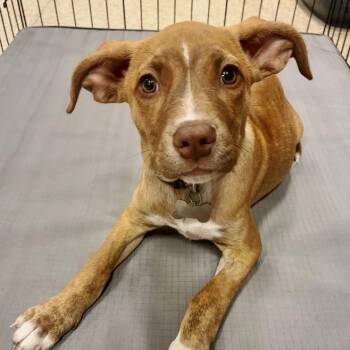 Rescue Cattle Dog and Pit Bull Terrier Dogs for Adoption in Oklahoma City, Oklahoma - Ava | PetCurious