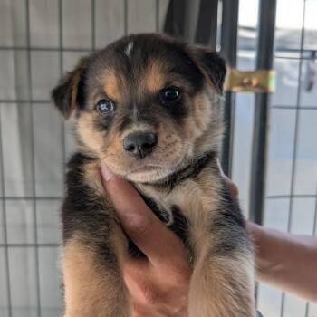 Provo -  Mixed Breed Dog for Adoption in Park City, Utah - Provo | PetCurious