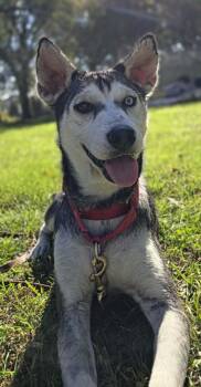 Nova -  Husky Dog for Adoption in Grand Rapids, Michigan - Nova | PetCurious