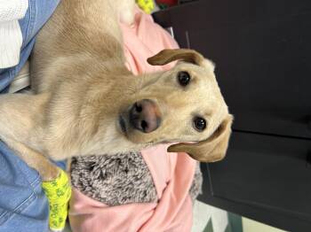 Labrador Retriever Dogs Available for Adoption in St. Joseph, Michigan - Duckie | PetCurious