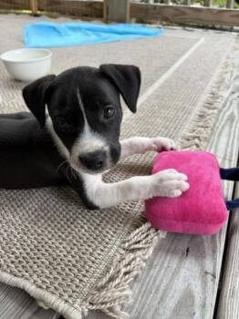 George -  Labrador Retriever and American Staffordshire Terrier Dog for Adoption in Willingboro, New Jersey - George | PetCurious