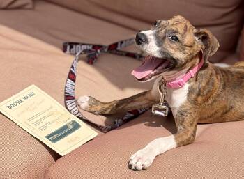 Geordie -  Mixed Breed Dog for Adoption in Mount Pleasant, South Carolina - Geordie | PetCurious
