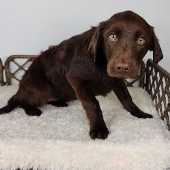 Labrador Retriever Dogs Available for Adoption in Fort Wayne, Indiana - Bubble Yum | PetCurious