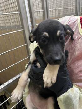 Efrideet -  Mixed Breed Dog for Adoption in Hobbs, New Mexico - Efrideet | PetCurious