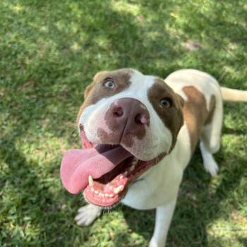 Atlas -  Pit Bull Terrier Dog for Adoption in Pearland, Texas - Atlas | PetCurious