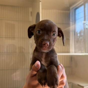 Powhatan -  Chihuahua and Dachshund Dog for Adoption in San Pablo, California - Powhatan | PetCurious