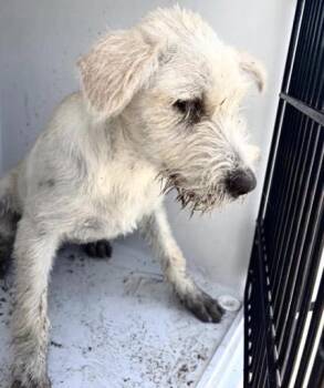 A660524 -  Parson Russell Terrier and Mixed Breed Dog for Adoption in Houston, Texas - A660524 | PetCurious
