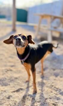 Terrier and Chihuahua Dogs Available for Adoption - Minzey | PetCurious