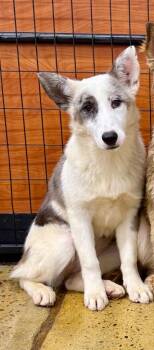 Kellin -  Australian Shepherd and Husky Dog for Adoption in Fort Lupton, Colorado - Kellin | PetCurious