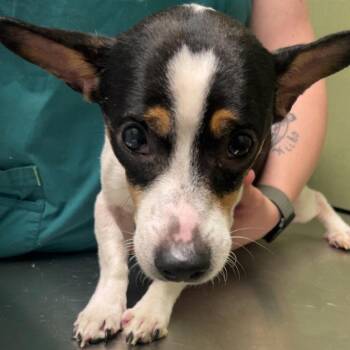 QUORA -  Chihuahua and Terrier Dog for Adoption in Chico, California - QUORA | PetCurious
